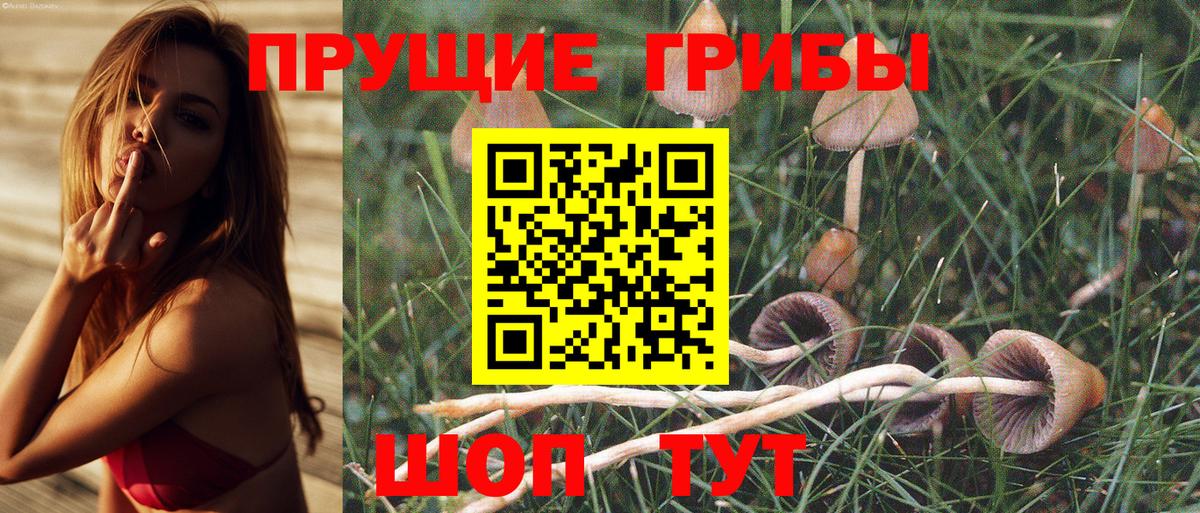Псилоцибиновые грибы Psilocybe Магнитогорск
